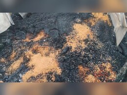 ₹2500 प्रति क्विंटल बिका जला गेहूं! आगजनी में खराब हुई फसल, विधायक ने मंडी जाकर दिलवाया सही दाम