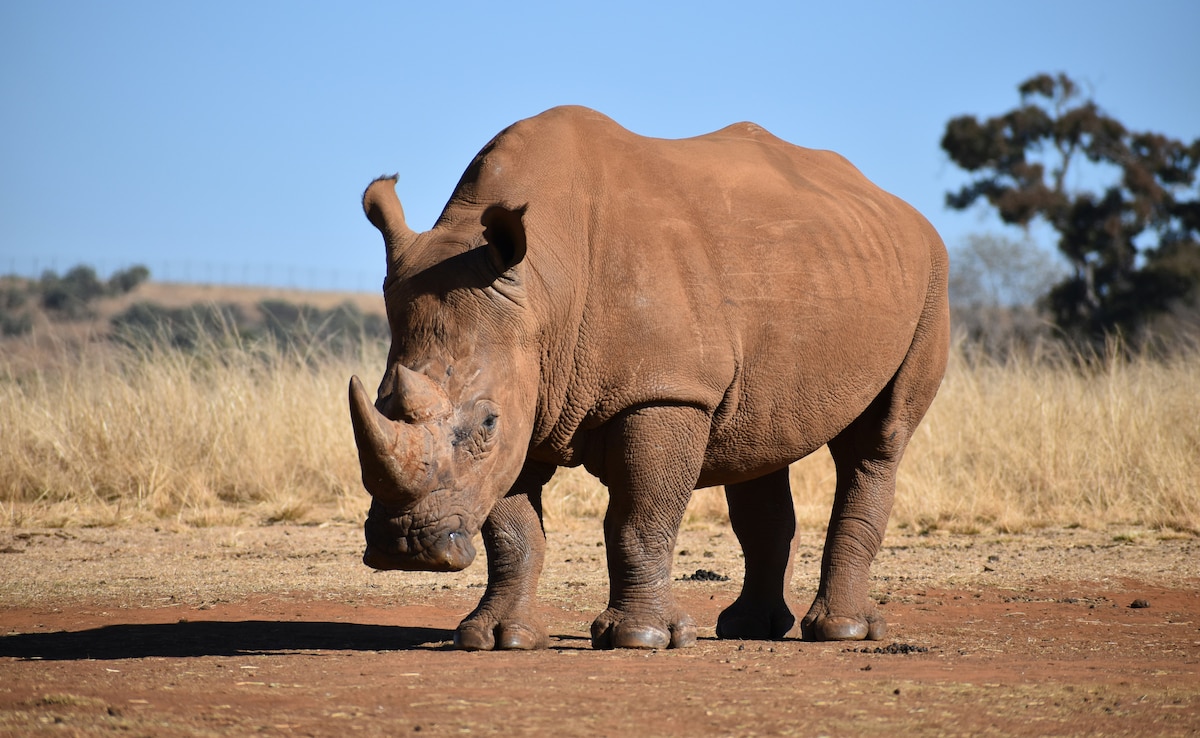 Latest and Breaking News on NDTV