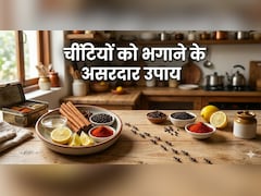 किचन और खाने में बार-बार हो जाती हैं चींटियां? अपनाएं ये आसान उपाय, उल्टे पांव भाग जाएंगी...