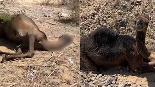 कभी सिर उठाता तो कभी चिल्लाता, मृत मां के पास 3 दिन भूखा-प्यासा बैठा रहा मादा ऊंटनी का बच्चा