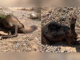 Rajasthan: कभी सिर उठाता तो कभी चिल्लाता, मृत मां के पास 3 दिन भूखा-प्यासा बैठा रहा मादा ऊंटनी का बच्चा