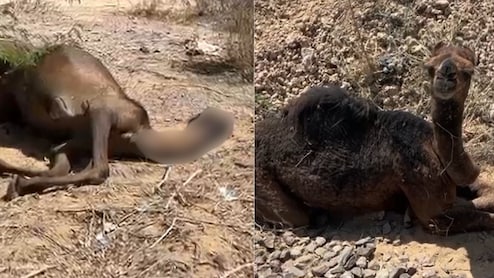 Rajasthan: कभी सिर उठाता तो कभी चिल्लाता, मृत मां के पास 3 दिन भूखा-प्यासा बैठा रहा मादा ऊंटनी का बच्चा