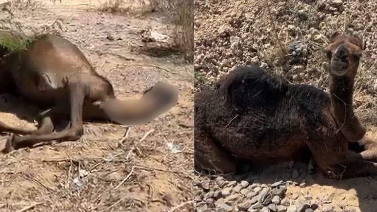 Rajasthan: कभी सिर उठाता तो कभी चिल्लाता, मृत मां के पास 3 दिन भूखा-प्यासा बैठा रहा मादा ऊंटनी का बच्चा