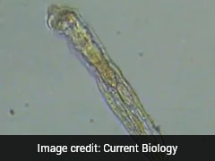 24,000 साल बाद जिंदा हुआ Zombie Worm! वैज्ञानिक तब हैरान रह गए जब करने लगा प्रजनन