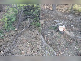 एमपी में चंदन चोर गिरोह सक्रिय: रिटायर्ड फौजी की बगिया से 50 साल पुराने बेशकीमती पेड़ ले गए बदमाश