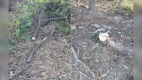 एमपी में चंदन चोर गिरोह सक्रिय: रिटायर्ड फौजी की बगिया से 50 साल पुराने बेशकीमती पेड़ ले गए बदमाश