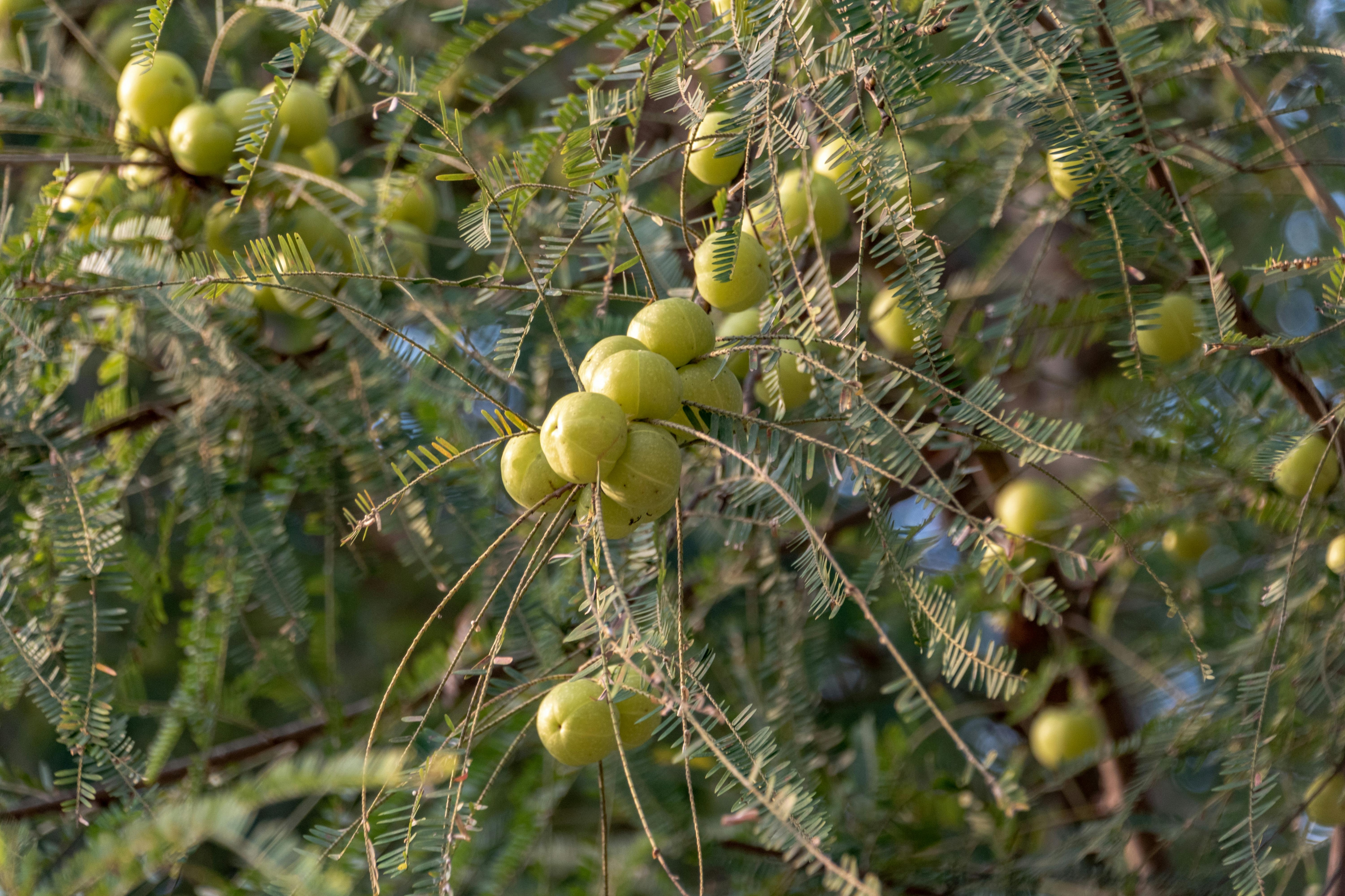 A close-up of Amla fruits hanging on tree. Photo: Pexels A close-up of Amla fruits hanging on tree. Photo: Pexels