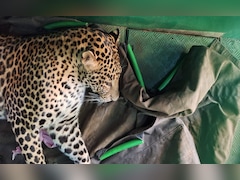 बहू बनी रक्षक: तेंदुए के सामने से मां को खींच लाई सुजाता, मैसूर में ढाई घंटे चला 'रेस्क्यू ऑपरेशन'