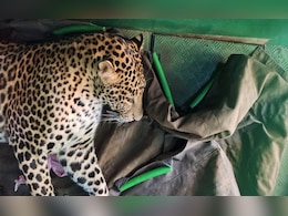 बहू बनी रक्षक: तेंदुए के सामने से मां को खींच लाई सुजाता, मैसूर में ढाई घंटे चला 'रेस्क्यू ऑपरेशन'