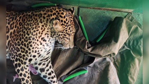 बहू बनी रक्षक: तेंदुए के सामने से मां को खींच लाई सुजाता, मैसूर में ढाई घंटे चला 'रेस्क्यू ऑपरेशन'