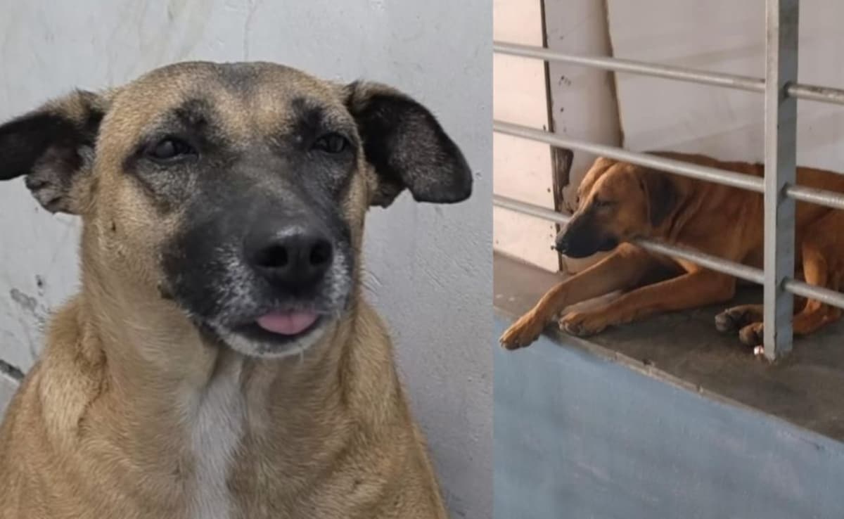 ढोलू और कद्दू कहां हैं...दिल्लीवाले सोशल मीडिया पर क्यों पूछने लगे IGI एयरपोर्ट से गायब आवारा कुत्तों का पता?