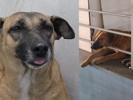 ढोलू और कद्दू कहां हैं...दिल्लीवाले सोशल मीडिया पर क्यों पूछने लगे IGI एयरपोर्ट से गायब आवारा कुत्तों का पता?