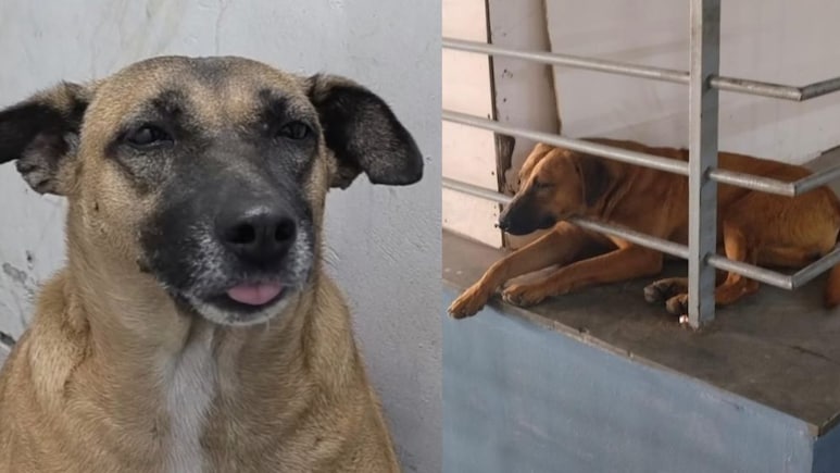 ढोलू और कद्दू कहां हैं...दिल्लीवाले सोशल मीडिया पर क्यों पूछने लगे IGI एयरपोर्ट से गायब आवारा कुत्तों का पता?