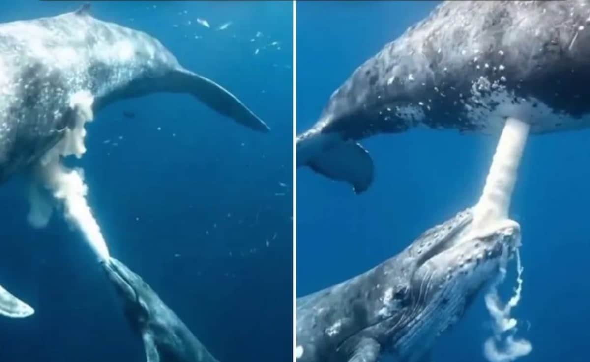 चकित कर देगा व्हेल का ये अंदाज! समंदर की गहराई में दिखी ममता की अनोखी तस्वीर, देखें VIDEO