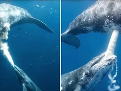 चकित कर देगा व्हेल का ये अंदाज! समंदर की गहराई में दिखी ममता की अनोखी तस्वीर, देखें VIDEO