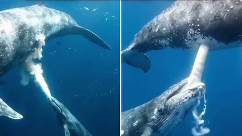 चकित कर देगा व्हेल का ये अंदाज! समंदर की गहराई में दिखी ममता की अनोखी तस्वीर, देखें VIDEO