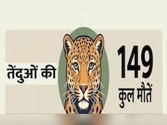 14 महीनों में 149 तेंदुओं की मौत; RTI में बड़ा खुलासा, टाइगर स्टेट क्यों बन रहा तेंदुए का 'कब्रिस्तान' जानिए