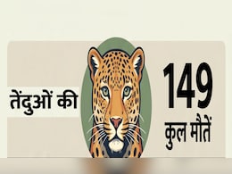 14 महीनों में 149 तेंदुओं की मौत; RTI में बड़ा खुलासा, टाइगर स्टेट क्यों बन रहा तेंदुए का 'कब्रिस्तान' जानिए