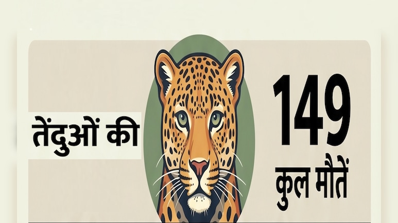 14 महीनों में 149 तेंदुओं की मौत; RTI में बड़ा खुलासा, टाइगर स्टेट क्यों बन रहा तेंदुए का 'कब्रिस्तान' जानिए
