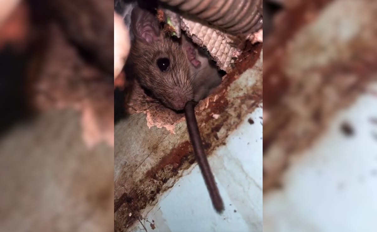 Latest and Breaking News on NDTV