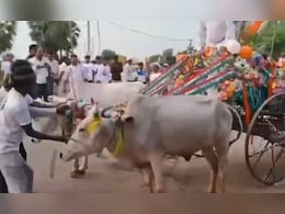 बंगाल में चुनाव का अनोखा रंग: ...जब भड़क गए प्रचार गाड़ी के बैल, मायूस होकर लौटे नेताजी