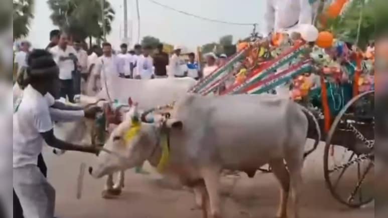 बंगाल में चुनाव का अनोखा रंग: ...जब भड़क गए प्रचार गाड़ी के बैल, मायूस होकर लौटे नेताजी