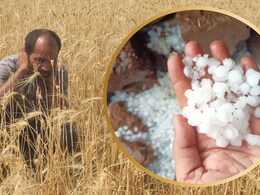 MP: किसानों पर कुदरत का कहर: एक घंटे की ओलावृष्टि से आधा दर्जन गांवों में गेहूं की फसल बर्बाद, जान&zwj;िए नुकसान
