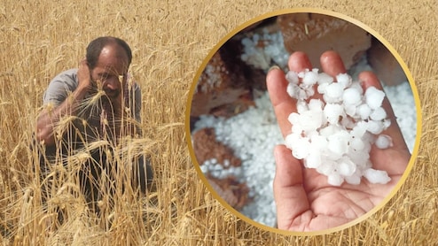 MP: किसानों पर कुदरत का कहर: एक घंटे की ओलावृष्टि से आधा दर्जन गांवों में गेहूं की फसल बर्बाद, जान&zwj;िए नुकसान