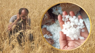 MP: किसानों पर कुदरत का कहर: एक घंटे की ओलावृष्टि से आधा दर्जन गांवों में गेहूं की फसल बर्बाद, जान&zwj;िए नुकसान