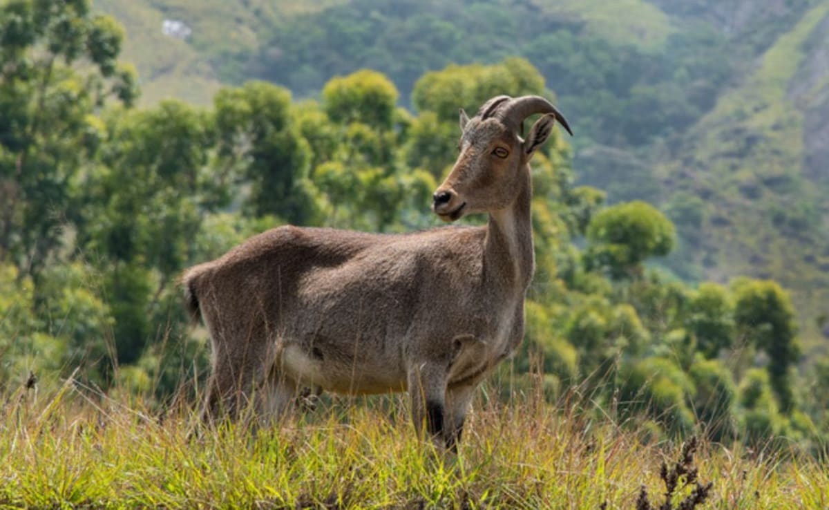At This National Park In Kerala, You Can Spot The Endangered Nilgiri Tahr