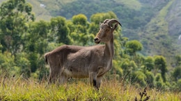 Where Can You Spot Nilgiri Tahr In The Wild? This Kerala National Park Just Reopened