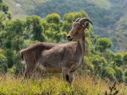 Where Can You Spot Nilgiri Tahr In The Wild? This Kerala National Park Just Reopened