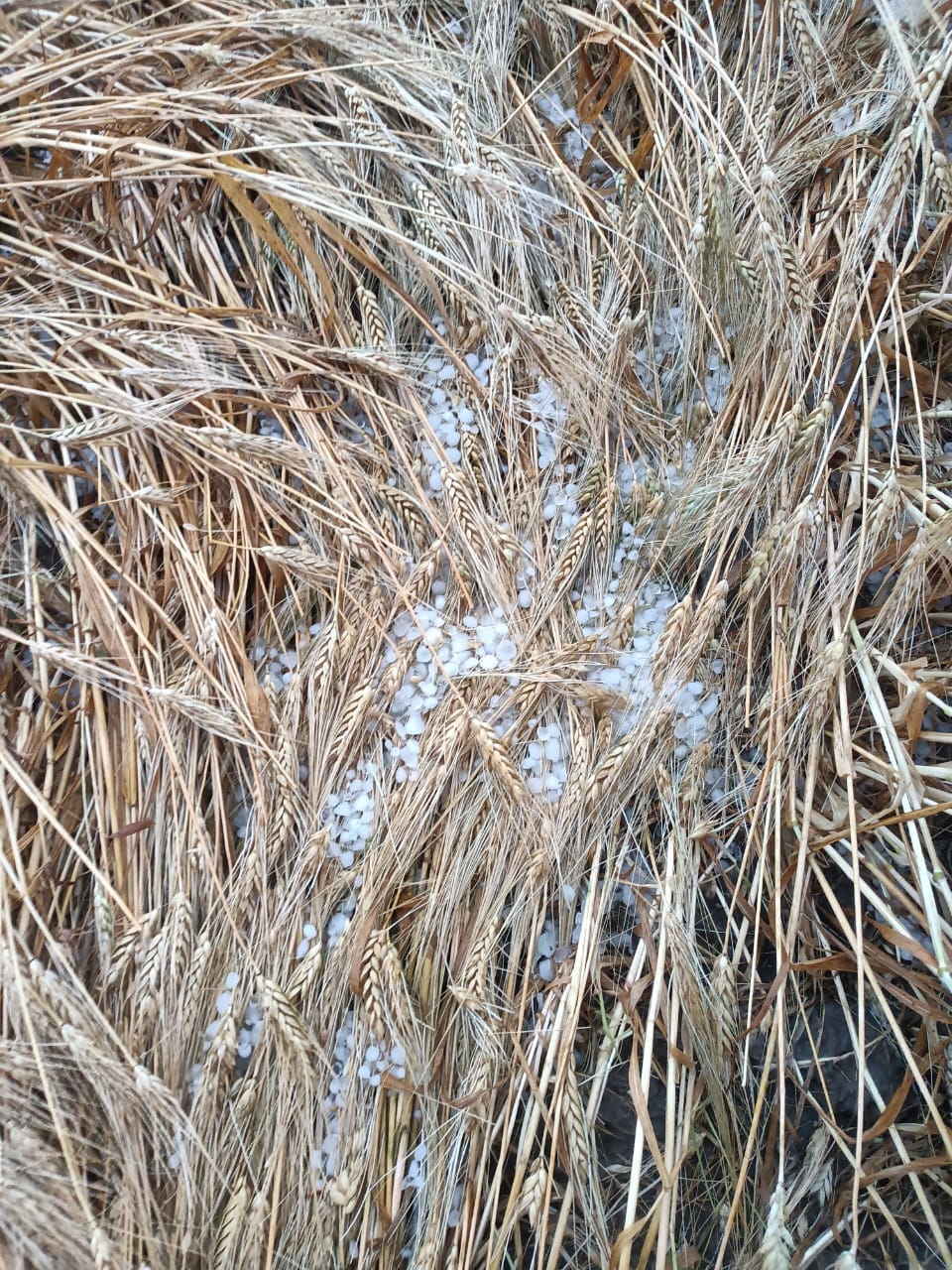 MP weather hailstorm destroys wheat crops vidisha farmers loss MP weather hailstorm destroys wheat crops vidisha farmers loss