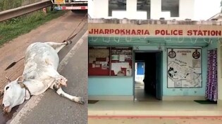 'जल्लाद' ट्रक ड्राइवर की घिनौनी हरकत, गाय को ट्रक से बांधकर घसीटा; एक पैर भी गायब