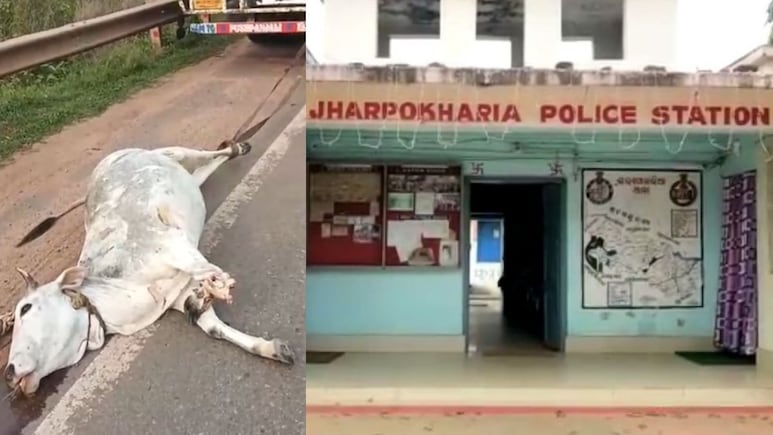 'जल्लाद' ट्रक ड्राइवर की घिनौनी हरकत, गाय को ट्रक से बांधकर घसीटा; एक पैर भी गायब