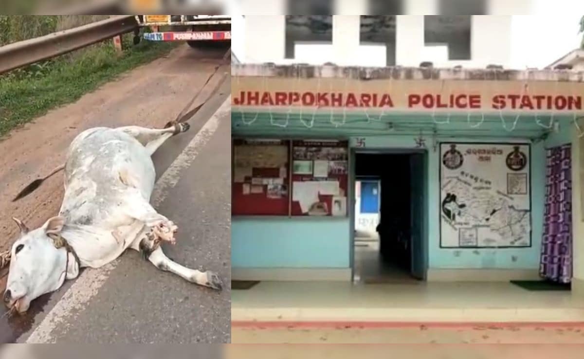 'जल्लाद' ट्रक ड्राइवर की घिनौनी हरकत, गाय को ट्रक से बांधकर घसीटा; एक पैर भी गायब