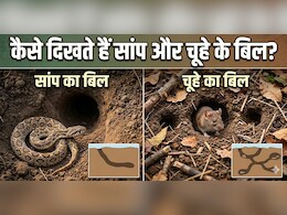 घर में दिख रहा है बिल? जानिए सांप का है या चूहे का!
