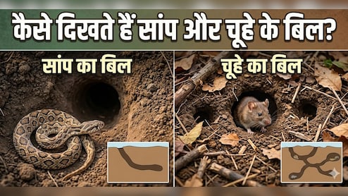 घर में दिख रहा है बिल? जानिए सांप का है या चूहे का!