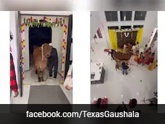 Housewarming Ritual Video Involving A Cow In Texas Triggers Cultural Debate