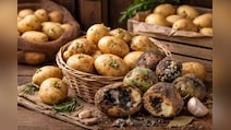 Potato Storing Tips For Summer: गर्मी में अंकुरित और गल रहे आलू से हो गए हैं परेशान, अपनाएं ये आसान ट्रिक्स