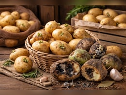 Potato Storing Tips For Summer: गर्मी में अंकुरित और गल रहे आलू से हो गए हैं परेशान, अपनाएं ये आसान ट्रिक्स, लंबे समय तक रहेंगे फ्रेश
