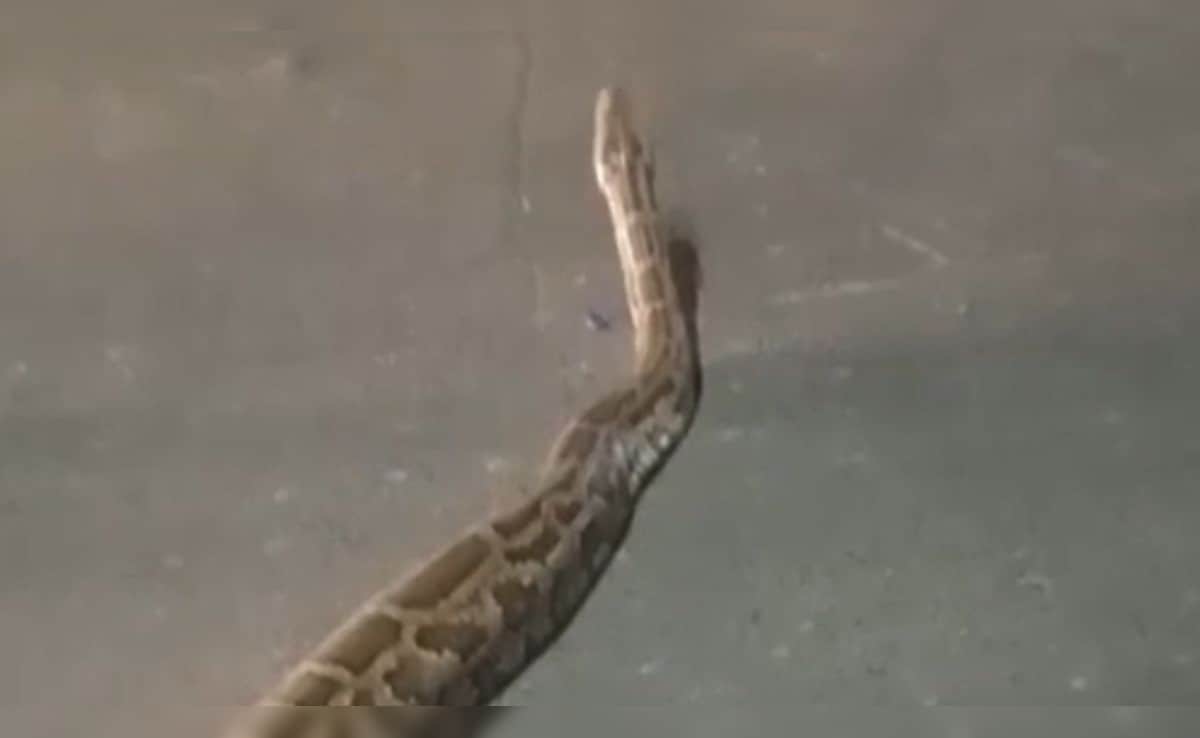 फरीदाबाद की सड़क पर रात में सैर करने निकला विशालकाय अजगर, देखते ही राहगीरों की अटकी सांसें