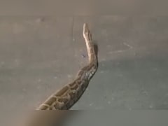 फरीदाबाद की सड़क पर रात में सैर करने निकला विशालकाय अजगर, देखते ही राहगीरों की अटकी सांसें