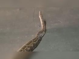 फरीदाबाद की सड़क पर रात में सैर करने निकला विशालकाय अजगर, देखते ही राहगीरों की अटकी सांसें