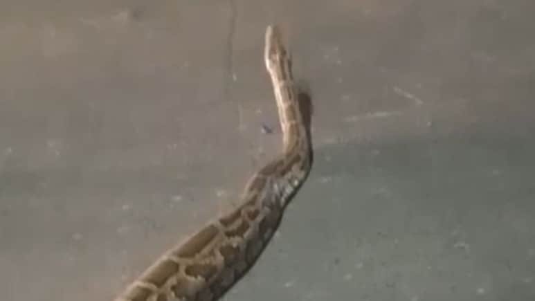 फरीदाबाद की सड़क पर रात में सैर करने निकला विशालकाय अजगर, देखते ही राहगीरों की अटकी सांसें