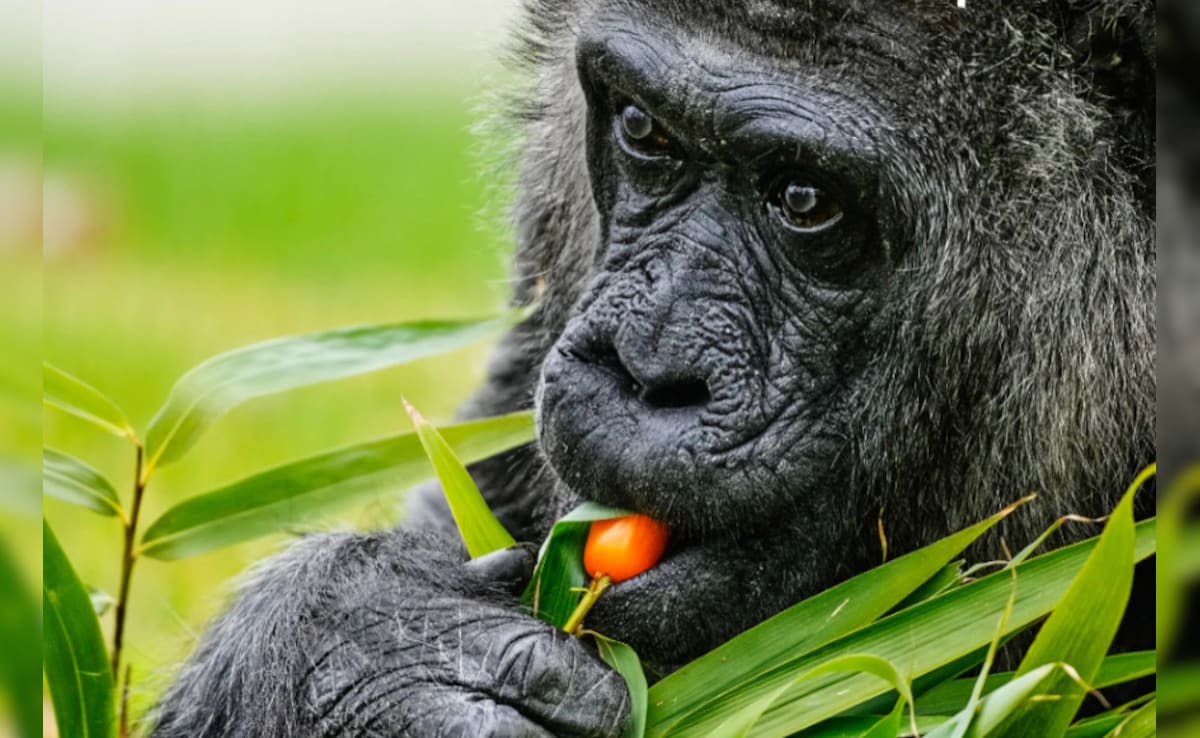 Latest and Breaking News on NDTV Latest and Breaking News on NDTV