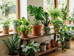 Can Indoor Plants Improve Family Health During Heatwaves? Doctor Explains Pros And Cons