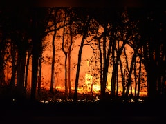 खाली दिमाग शैतान का घर! बोरियत मिटाने के लिए बंदे ने फूंक डाला पूरा जंगल, वजह जानकर पकड़ लेंगे माथा