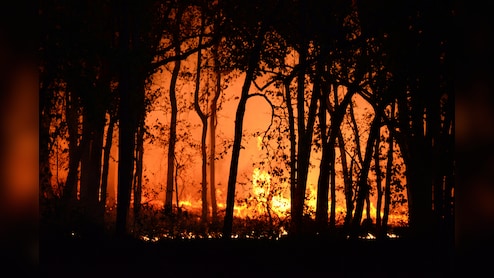 खाली दिमाग शैतान का घर! बोरियत मिटाने के लिए बंदे ने फूंक डाला पूरा जंगल, वजह जानकर पकड़ लेंगे माथा