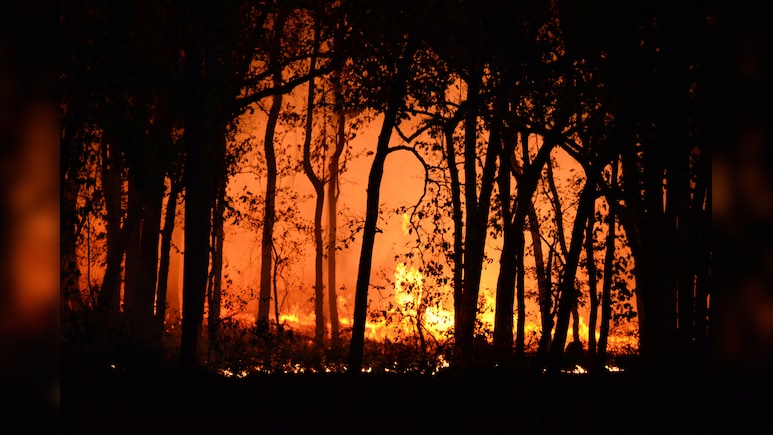 खाली दिमाग शैतान का घर! बोरियत मिटाने के लिए बंदे ने फूंक डाला पूरा जंगल, वजह जानकर पकड़ लेंगे माथा